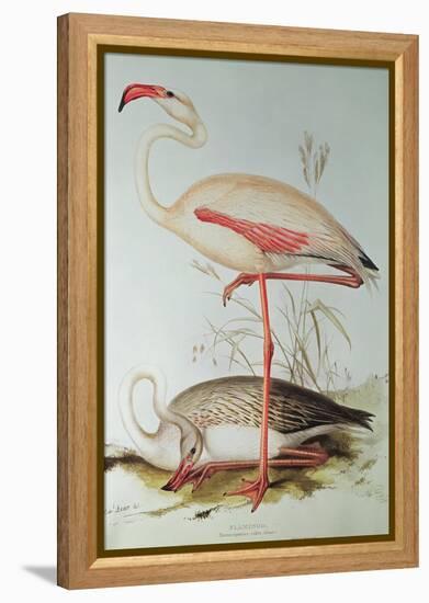 Flamingo-Edward Lear-Framed Premier Image Canvas