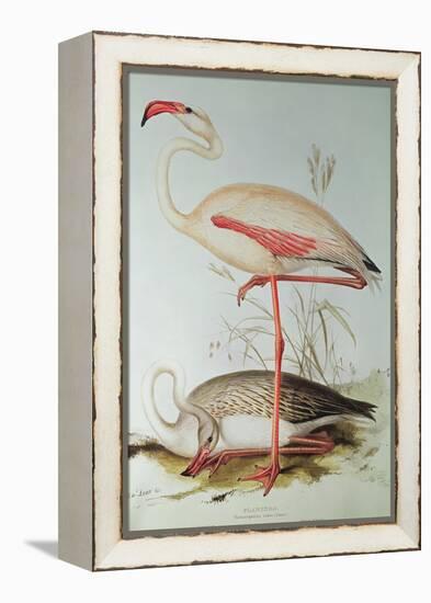 Flamingo-Edward Lear-Framed Premier Image Canvas