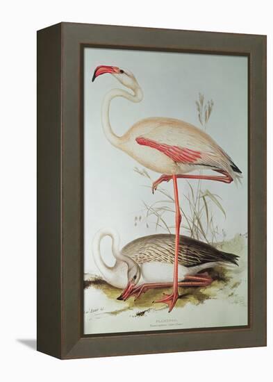 Flamingo-Edward Lear-Framed Premier Image Canvas