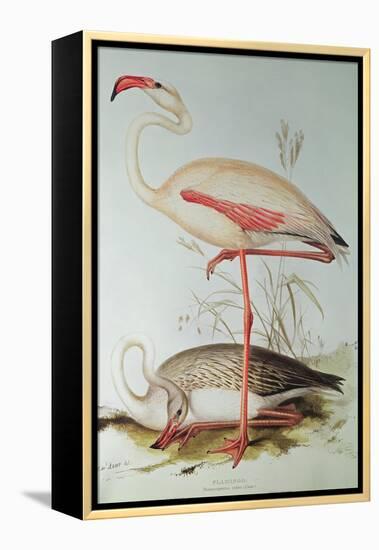 Flamingo-Edward Lear-Framed Premier Image Canvas