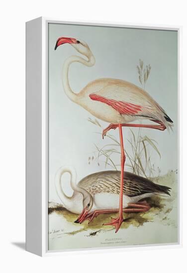 Flamingo-Edward Lear-Framed Premier Image Canvas