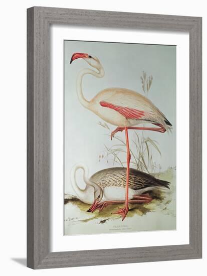 Flamingo-Edward Lear-Framed Giclee Print