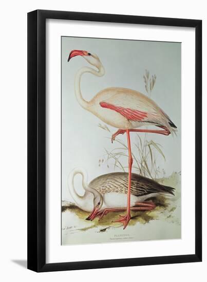 Flamingo-Edward Lear-Framed Giclee Print