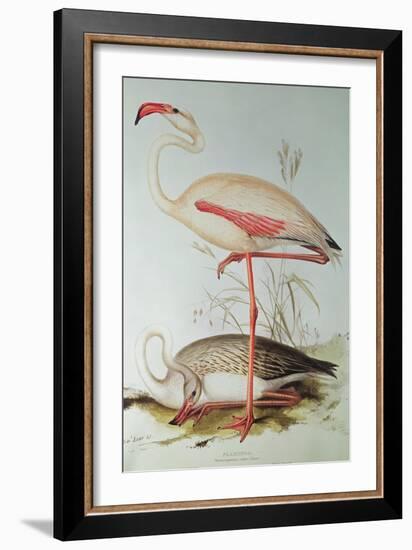 Flamingo-Edward Lear-Framed Giclee Print