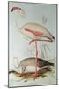 Flamingo-Edward Lear-Mounted Giclee Print