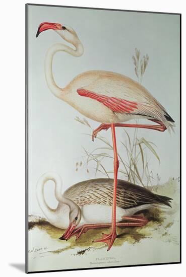 Flamingo-Edward Lear-Mounted Giclee Print