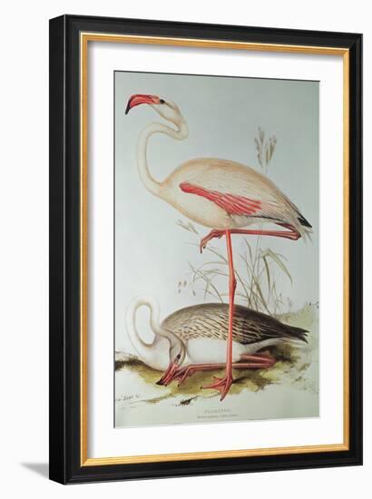 Flamingo-Edward Lear-Framed Giclee Print