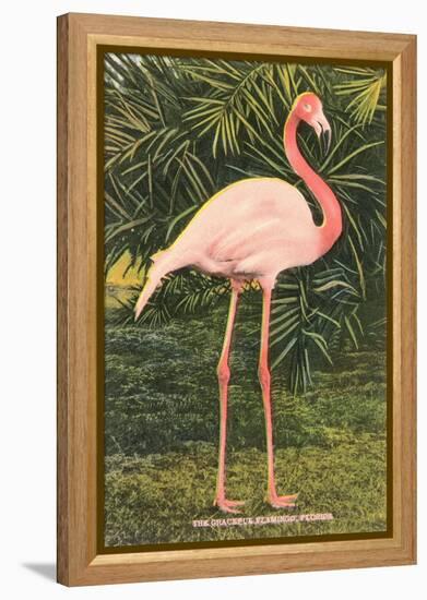 Flamingo-null-Framed Stretched Canvas