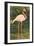 Flamingo-null-Framed Art Print