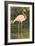 Flamingo-null-Framed Art Print