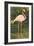 Flamingo-null-Framed Art Print