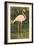 Flamingo-null-Framed Art Print