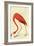 Flamingo-John James Audubon-Framed Art Print