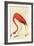 Flamingo-John James Audubon-Framed Art Print