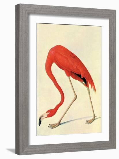 Flamingo-John James Audubon-Framed Art Print