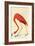 Flamingo-John James Audubon-Framed Art Print