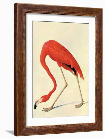 Flamingo-John James Audubon-Framed Art Print