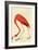 Flamingo-John James Audubon-Framed Art Print