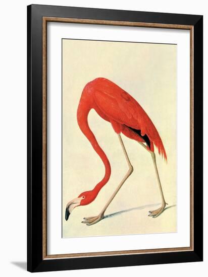 Flamingo-John James Audubon-Framed Art Print