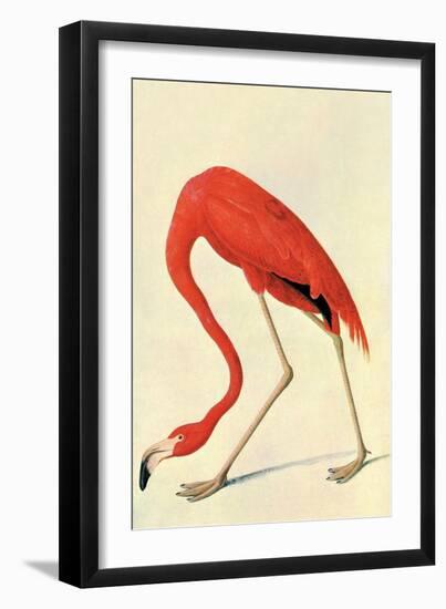 Flamingo-John James Audubon-Framed Art Print