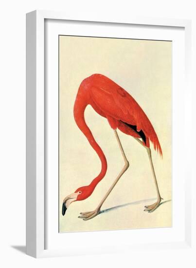 Flamingo-John James Audubon-Framed Art Print