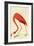 Flamingo-John James Audubon-Framed Art Print