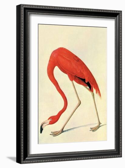 Flamingo-John James Audubon-Framed Art Print