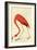 Flamingo-John James Audubon-Framed Art Print