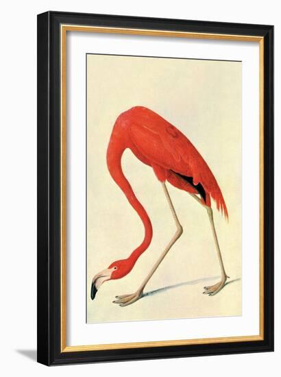 Flamingo-John James Audubon-Framed Art Print