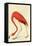 Flamingo-John James Audubon-Framed Stretched Canvas