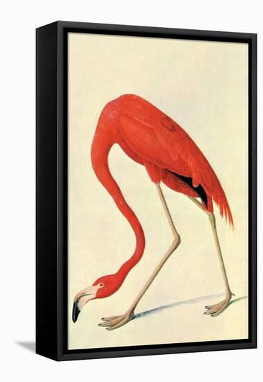 Flamingo-John James Audubon-Framed Stretched Canvas