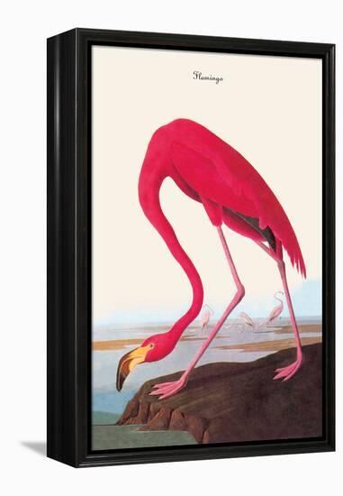 Flamingo-John James Audubon-Framed Stretched Canvas