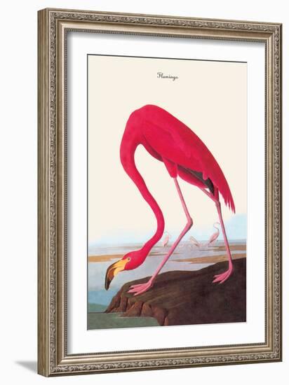 Flamingo-John James Audubon-Framed Art Print