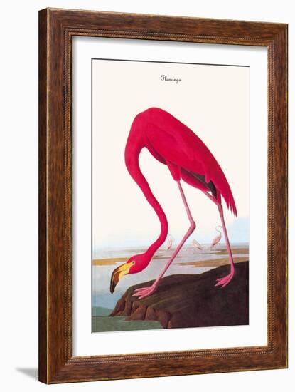 Flamingo-John James Audubon-Framed Art Print