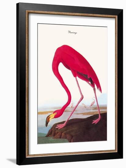 Flamingo-John James Audubon-Framed Art Print