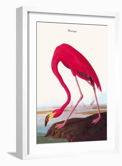 Flamingo-John James Audubon-Framed Art Print