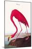 Flamingo-John James Audubon-Mounted Art Print