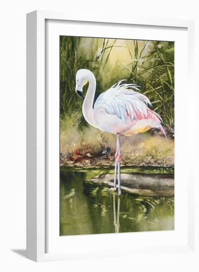 Flamingo-Unknown Unknown-Framed Art Print