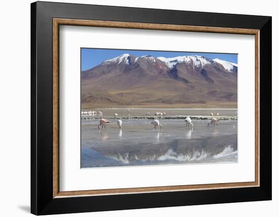 Flamingoes at Laguna Adeyonda on Altiplano, Potosi Department, Bolivia, South America-Ian Trower-Framed Photographic Print