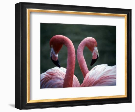 Flamingoes at Western Underwood Zoo, December 1979-null-Framed Photographic Print