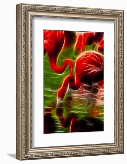 Flamingoes Feeding at the Jacksonville Zoo, Florida, Digitally Altered-Rona Schwarz-Framed Photographic Print