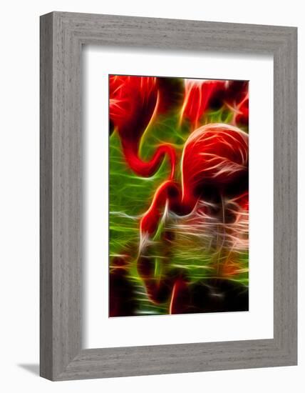 Flamingoes Feeding at the Jacksonville Zoo, Florida, Digitally Altered-Rona Schwarz-Framed Photographic Print