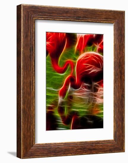 Flamingoes Feeding at the Jacksonville Zoo, Florida, Digitally Altered-Rona Schwarz-Framed Photographic Print