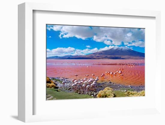 Flamingoes in Laguna Colorada , Uyuni, Bolivia-Byelikova Oksana-Framed Photographic Print