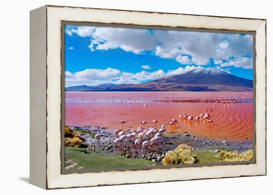 Flamingoes in Laguna Colorada , Uyuni, Bolivia-Byelikova Oksana-Framed Premier Image Canvas