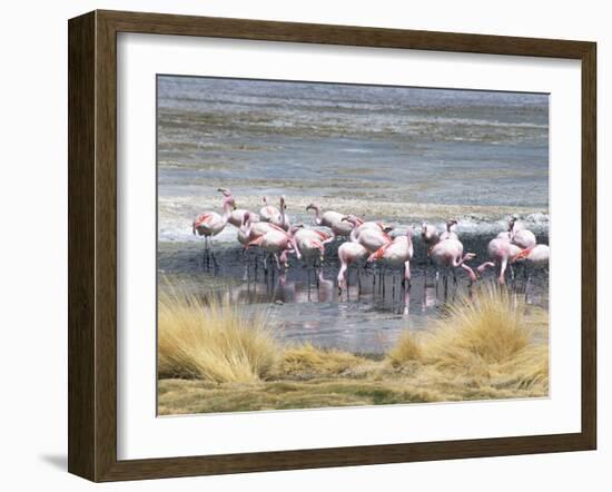 Flamingoes in Small Salt Lake Near Laguna Colorado, Southwest Highlands, Bolivia, South America-Tony Waltham-Framed Photographic Print