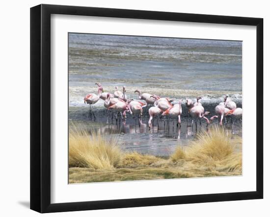 Flamingoes in Small Salt Lake Near Laguna Colorado, Southwest Highlands, Bolivia, South America-Tony Waltham-Framed Photographic Print