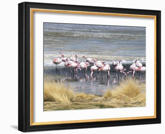 Flamingoes in Small Salt Lake Near Laguna Colorado, Southwest Highlands, Bolivia, South America-Tony Waltham-Framed Photographic Print