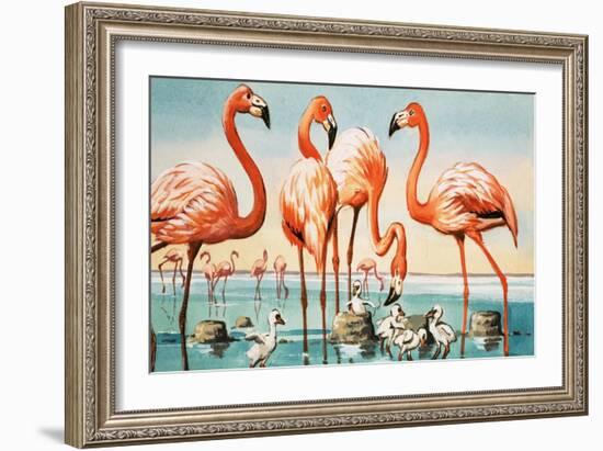 Flamingoes-null-Framed Giclee Print
