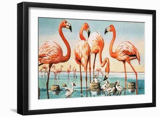 Flamingoes-null-Framed Giclee Print